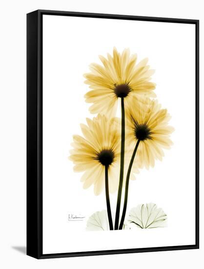 Golden Gerbera-Albert Koetsier-Framed Stretched Canvas