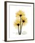 Golden Gerbera-Albert Koetsier-Framed Art Print