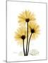 Golden Gerbera-Albert Koetsier-Mounted Art Print