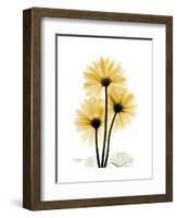 Golden Gerbera-Albert Koetsier-Framed Art Print