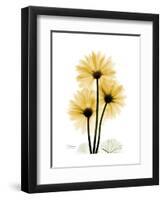 Golden Gerbera-Albert Koetsier-Framed Art Print