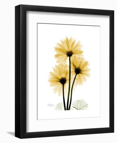 Golden Gerbera-Albert Koetsier-Framed Art Print