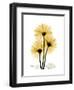 Golden Gerbera-Albert Koetsier-Framed Art Print