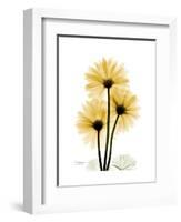 Golden Gerbera-Albert Koetsier-Framed Art Print