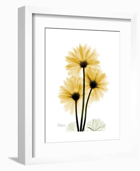 Golden Gerbera-Albert Koetsier-Framed Art Print