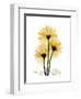 Golden Gerbera-Albert Koetsier-Framed Art Print