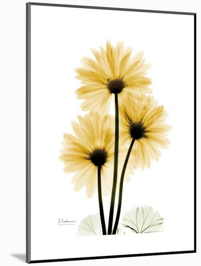 Golden Gerbera-Albert Koetsier-Mounted Art Print