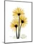 Golden Gerbera-Albert Koetsier-Mounted Art Print