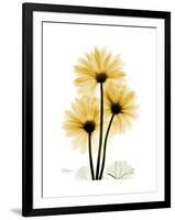 Golden Gerbera-Albert Koetsier-Framed Art Print