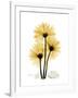 Golden Gerbera-Albert Koetsier-Framed Art Print