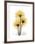 Golden Gerbera-Albert Koetsier-Framed Art Print