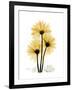 Golden Gerbera-Albert Koetsier-Framed Art Print