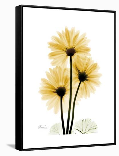 Golden Gerbera-Albert Koetsier-Framed Stretched Canvas