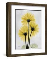 Golden Gerbera-Albert Koetsier-Framed Art Print