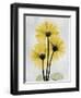 Golden Gerbera-Albert Koetsier-Framed Art Print