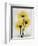 Golden Gerbera-Albert Koetsier-Framed Art Print