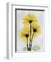 Golden Gerbera-Albert Koetsier-Framed Art Print