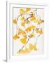 Golden Gingko A-Beverly Dyer-Framed Art Print