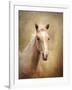 Golden Girl Palomino Horse-Jai Johnson-Framed Giclee Print