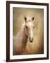 Golden Girl Palomino Horse-Jai Johnson-Framed Giclee Print