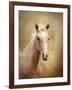 Golden Girl Palomino Horse-Jai Johnson-Framed Giclee Print