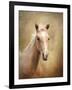 Golden Girl Palomino Horse-Jai Johnson-Framed Giclee Print