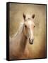 Golden Girl Palomino Horse-Jai Johnson-Framed Stretched Canvas