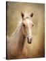 Golden Girl Palomino Horse-Jai Johnson-Stretched Canvas