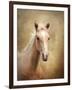 Golden Girl Palomino Horse-Jai Johnson-Framed Giclee Print