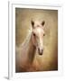 Golden Girl Palomino Horse-Jai Johnson-Framed Giclee Print