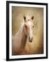 Golden Girl Palomino Horse-Jai Johnson-Framed Giclee Print