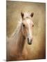 Golden Girl Palomino Horse-Jai Johnson-Mounted Giclee Print