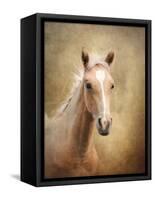 Golden Girl Palomino Horse-Jai Johnson-Framed Stretched Canvas
