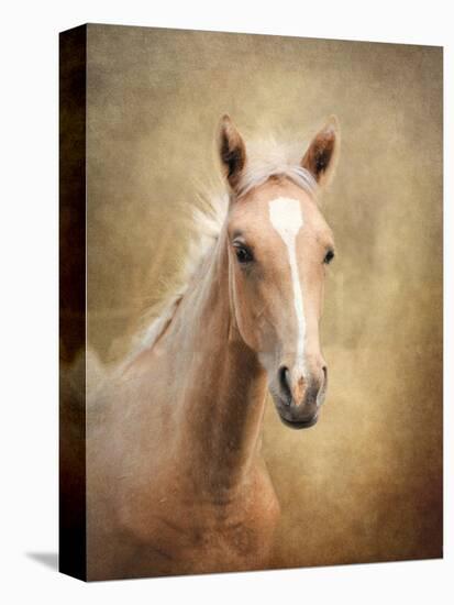 Golden Girl Palomino Horse-Jai Johnson-Stretched Canvas