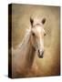 Golden Girl Palomino Horse-Jai Johnson-Stretched Canvas