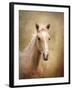 Golden Girl Palomino Horse-Jai Johnson-Framed Giclee Print