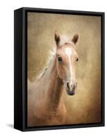 Golden Girl Palomino Horse-Jai Johnson-Framed Stretched Canvas