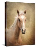 Golden Girl Palomino Horse-Jai Johnson-Stretched Canvas
