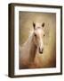 Golden Girl Palomino Horse-Jai Johnson-Framed Giclee Print