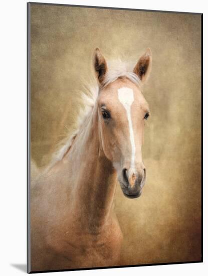 Golden Girl Palomino Horse-Jai Johnson-Mounted Giclee Print