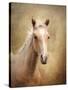 Golden Girl Palomino Horse-Jai Johnson-Stretched Canvas