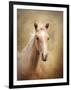 Golden Girl Palomino Horse-Jai Johnson-Framed Premium Giclee Print