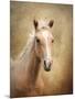 Golden Girl Palomino Horse-Jai Johnson-Mounted Premium Giclee Print