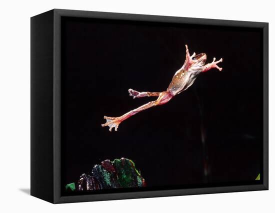 Golden Gliding Frog Jumping, Native to Philippines-David Northcott-Framed Stretched Canvas