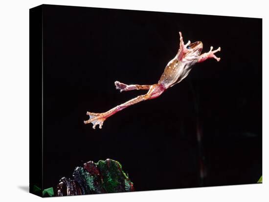 Golden Gliding Frog Jumping, Native to Philippines-David Northcott-Stretched Canvas