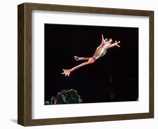 Golden Gliding Frog Jumping, Native to Philippines-David Northcott-Framed Photographic Print