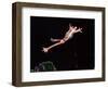 Golden Gliding Frog Jumping, Native to Philippines-David Northcott-Framed Photographic Print