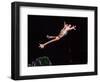 Golden Gliding Frog Jumping, Native to Philippines-David Northcott-Framed Photographic Print