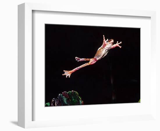 Golden Gliding Frog Jumping, Native to Philippines-David Northcott-Framed Photographic Print