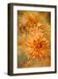 GOLDEN GLOW-Jacky Parker-Framed Giclee Print